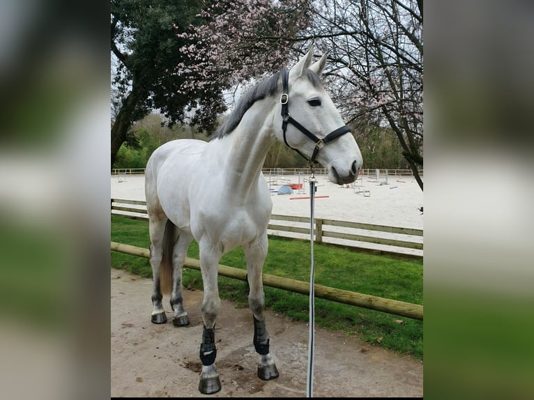 KWPN Giumenta 8 Anni 170 cm Grigio in Pau