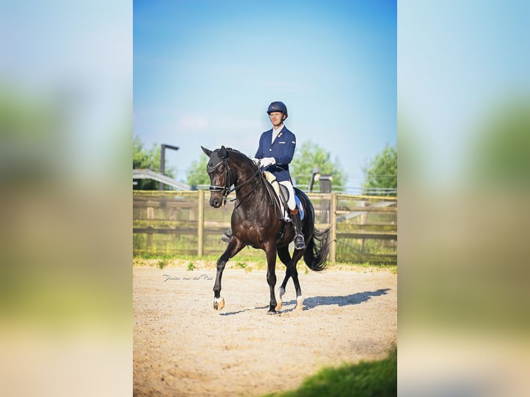 KWPN Giumenta 8 Anni 170 cm Morello in Groot-Ammers