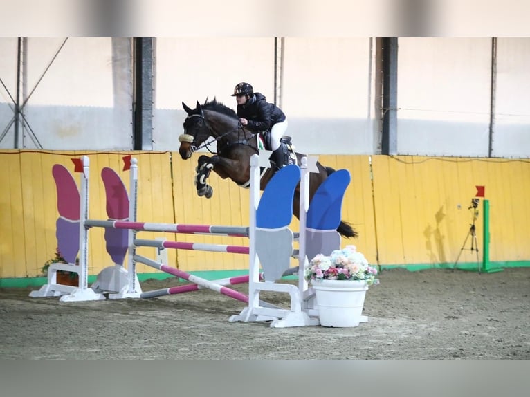 KWPN Giumenta 8 Anni 170 cm Morello in Chieti