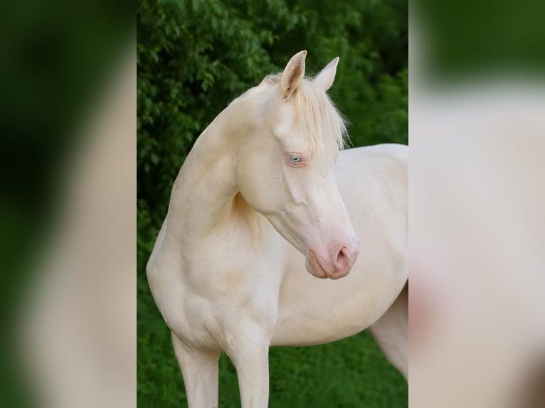 KWPN Giumenta 8 Anni 170 cm Pelle di daino in Wapse