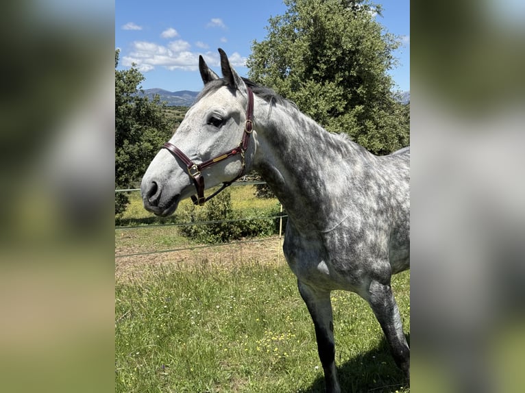 KWPN Giumenta 8 Anni 171 cm Grigio in Madrid