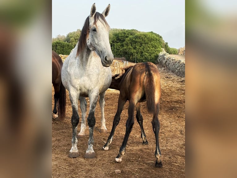 KWPN Giumenta 8 Anni 171 cm Grigio in Mao KWPN Giumenta 8 Anni 171 cm Grigio in Mao