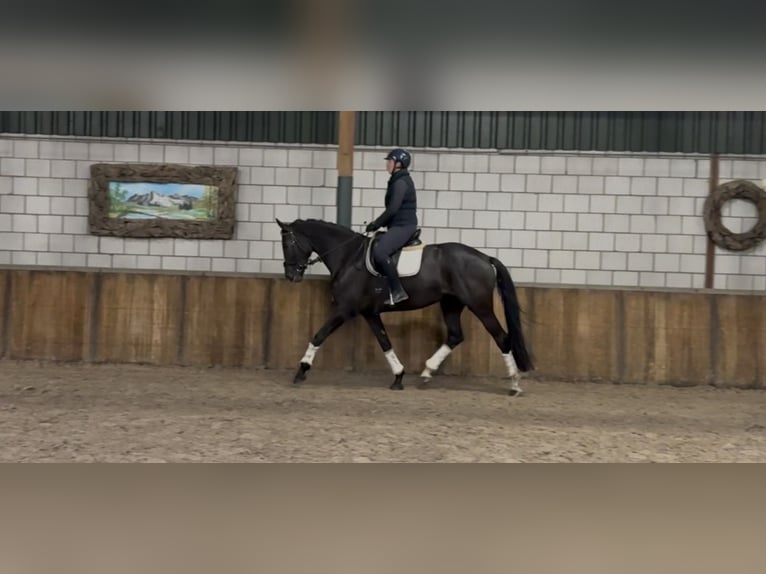 KWPN Giumenta 8 Anni 171 cm Morello in Oud Gastel