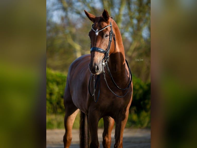 KWPN Giumenta 8 Anni 172 cm Baio chiaro in Weert