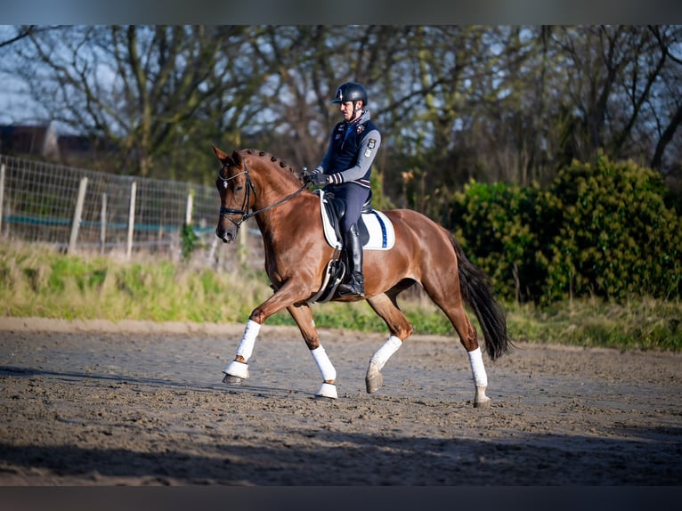 KWPN Giumenta 8 Anni 172 cm Baio chiaro in Weert