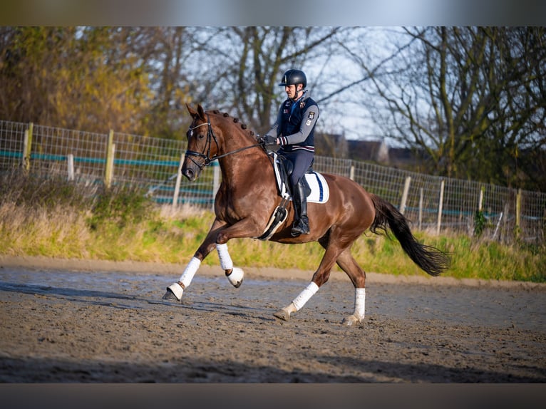 KWPN Giumenta 8 Anni 172 cm Baio chiaro in Weert