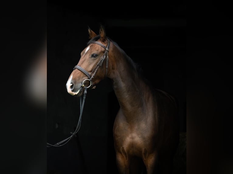 KWPN Giumenta 8 Anni 172 cm Baio scuro in Ługi Ujskie