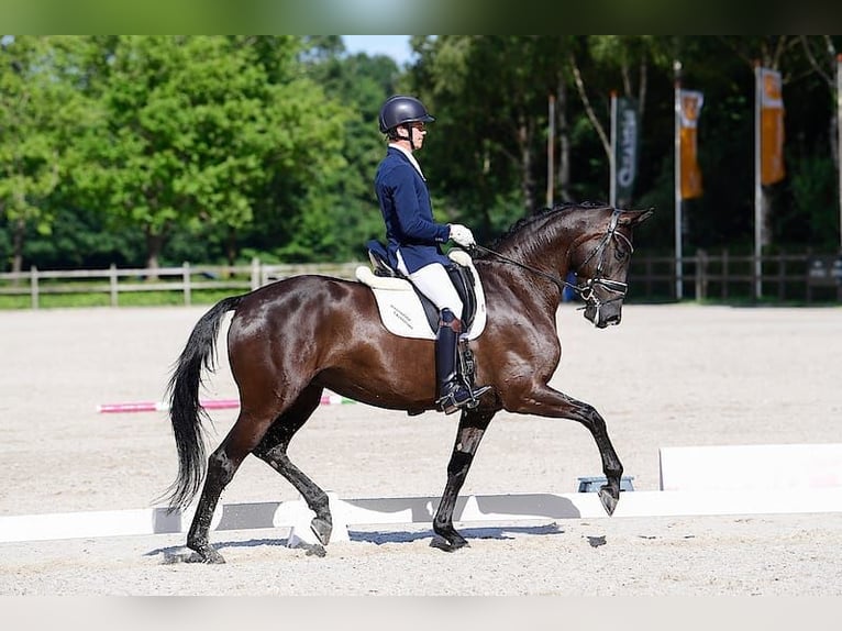 KWPN Giumenta 8 Anni 172 cm Morello in Groot-Ammers