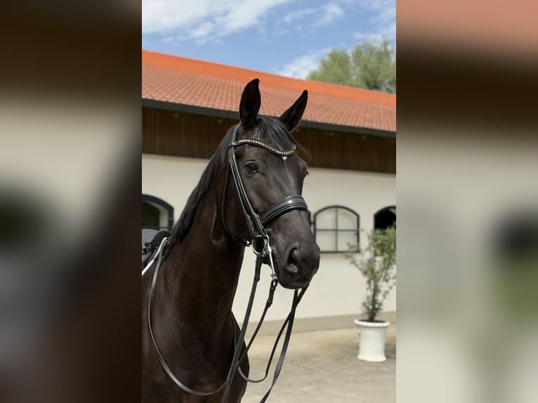 KWPN Giumenta 8 Anni 172 cm Morello in Niederaichbach