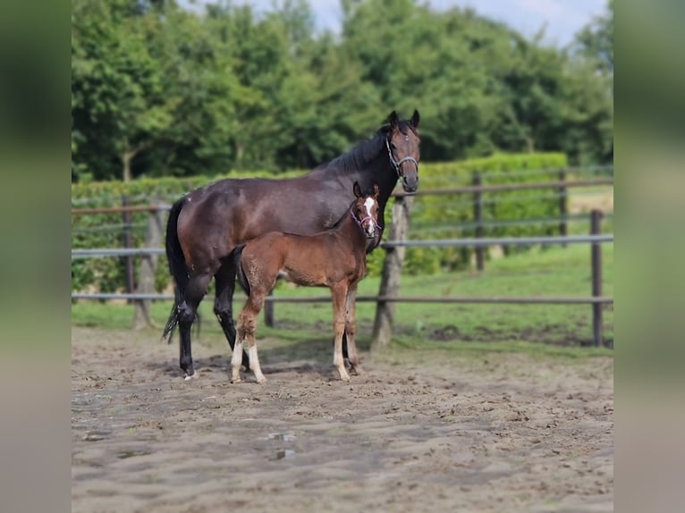 KWPN Giumenta 8 Anni 173 cm Baio scuro in Beek en Donk