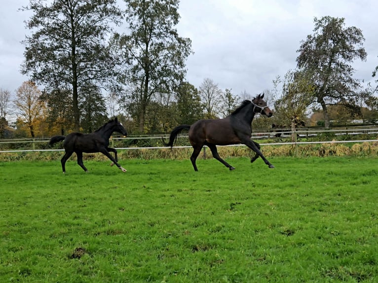 KWPN Giumenta 8 Anni 173 cm Baio scuro in Beek en Donk