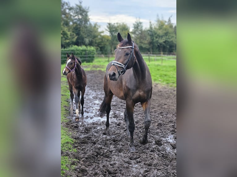 KWPN Giumenta 8 Anni 173 cm Baio scuro in Beek en Donk