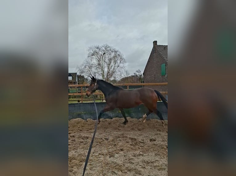 KWPN Giumenta 8 Anni 173 cm Baio scuro in Belfeld