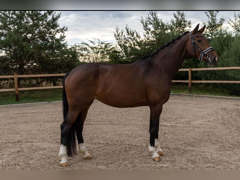 KWPN Giumenta 8 Anni 174 cm Baio nero in Gunzenhausen