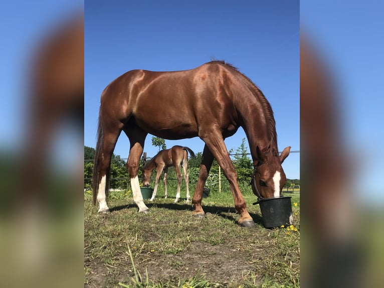 KWPN Giumenta 8 Anni 174 cm Sauro in Noordscheschut