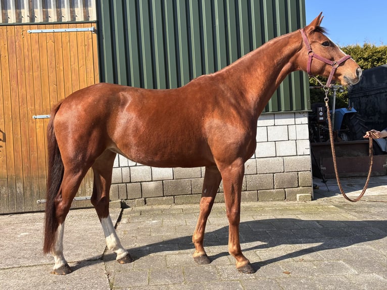 KWPN Giumenta 8 Anni 174 cm Sauro in Noordscheschut