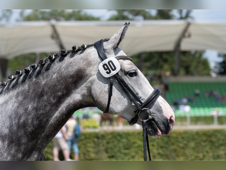 KWPN Giumenta 8 Anni 178 cm Grigio trotinato in Coswig KWPN Giumenta 8 Anni 178 cm Grigio trotinato in Coswig