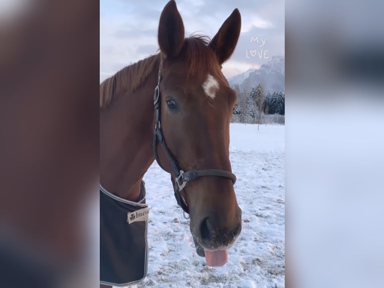 KWPN Giumenta 8 Anni 178 cm Sauro in Wals