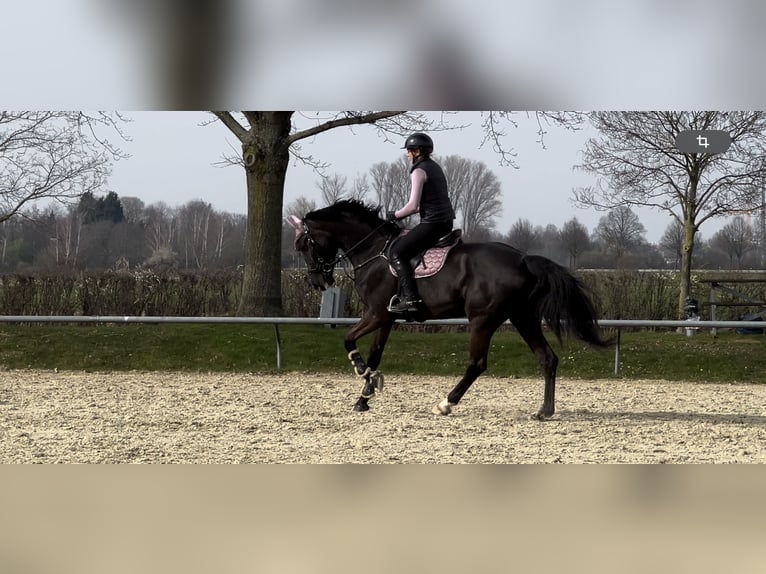 KWPN Giumenta 8 Anni 180 cm Baio nero in Dormagen