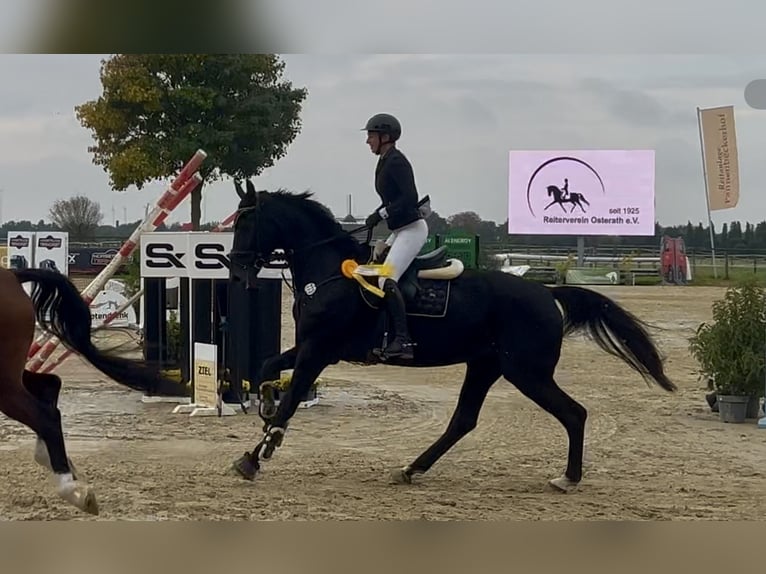 KWPN Giumenta 8 Anni 180 cm Baio nero in Dormagen