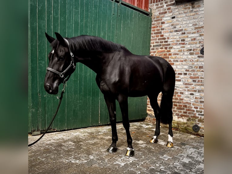 KWPN Giumenta 8 Anni 180 cm Baio nero in Dormagen