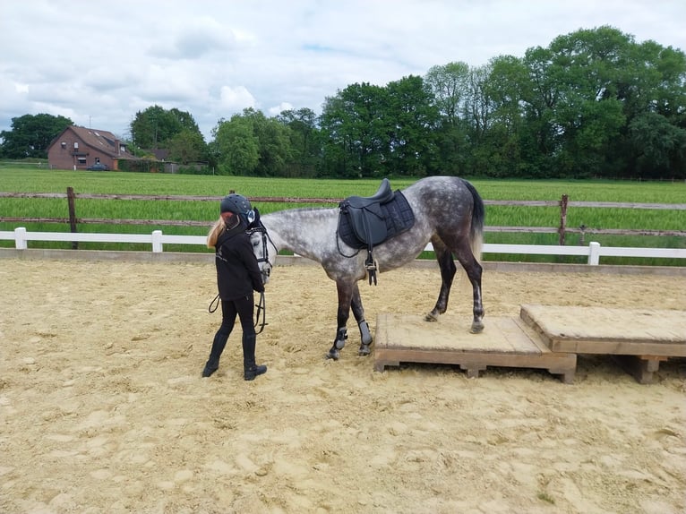 KWPN Mix Giumenta 9 Anni 142 cm Grigio pezzato in Goch