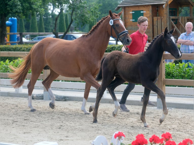 KWPN Giumenta 9 Anni 161 cm Sauro in Bruchterveld