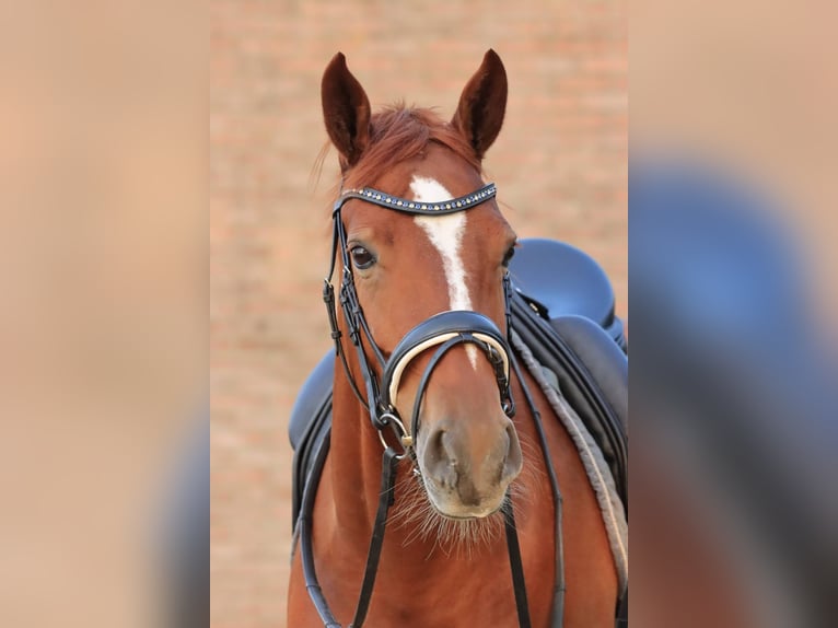 KWPN Giumenta 9 Anni 161 cm Sauro in Bruchterveld