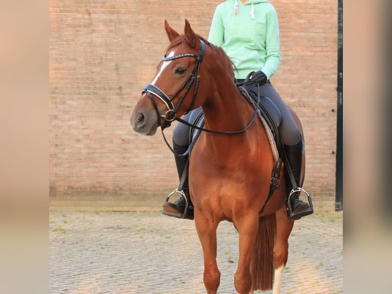 KWPN Giumenta 9 Anni 161 cm Sauro in Bruchterveld