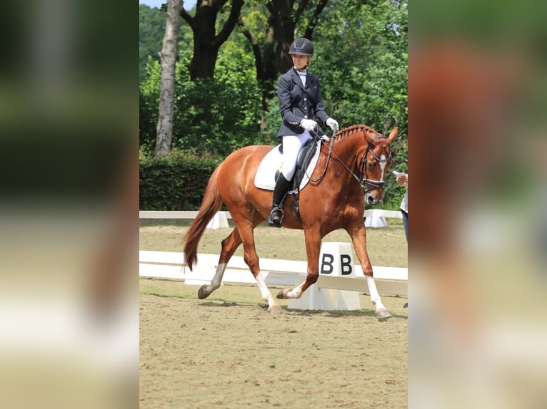 KWPN Giumenta 9 Anni 161 cm Sauro in Bruchterveld