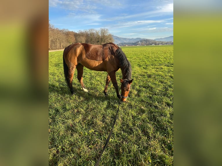 KWPN Giumenta 9 Anni 162 cm Baio in DenzlingenDenzlingen