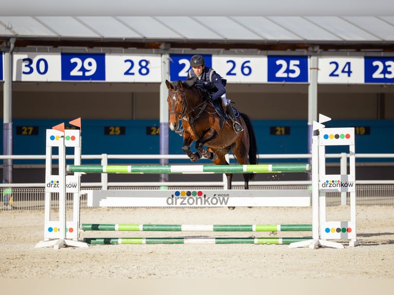 KWPN Giumenta 9 Anni 163 cm Baio ciliegia in Zielona Góra