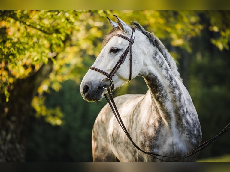 KWPN Giumenta 9 Anni 163 cm Grigio pezzato in Unterkulm