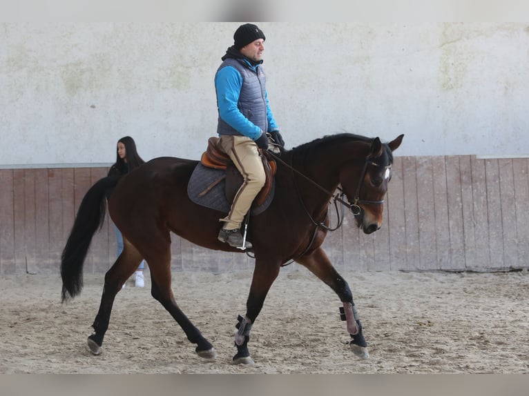 KWPN Giumenta 9 Anni 164 cm Baio ciliegia in Русе / Ruse