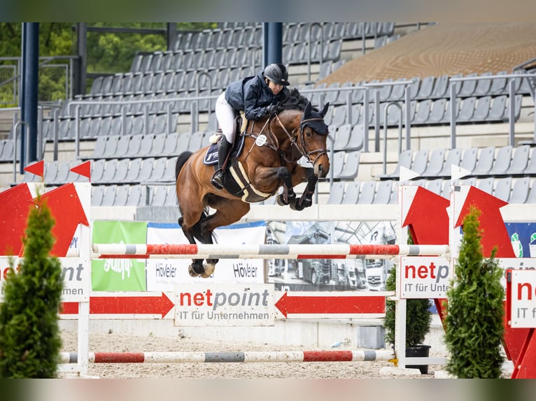 KWPN Giumenta 9 Anni 165 cm Baio in Schinveld