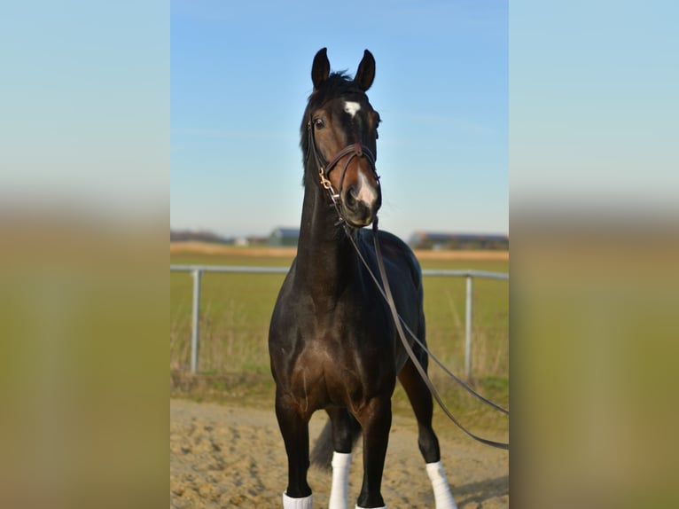 KWPN Giumenta 9 Anni 165 cm Baio nero in Geilenkirchen