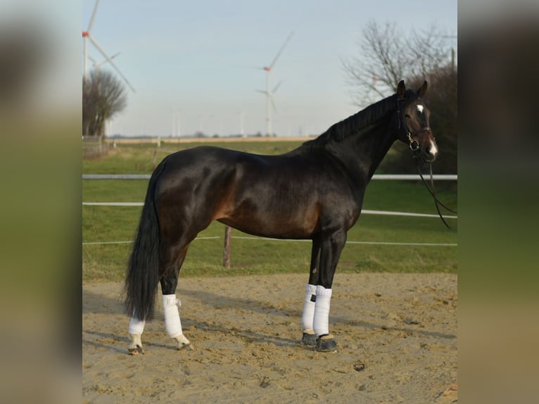 KWPN Giumenta 9 Anni 165 cm Baio nero in Geilenkirchen