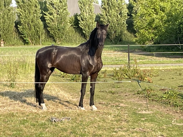 KWPN Giumenta 9 Anni 165 cm Morello in Gennep