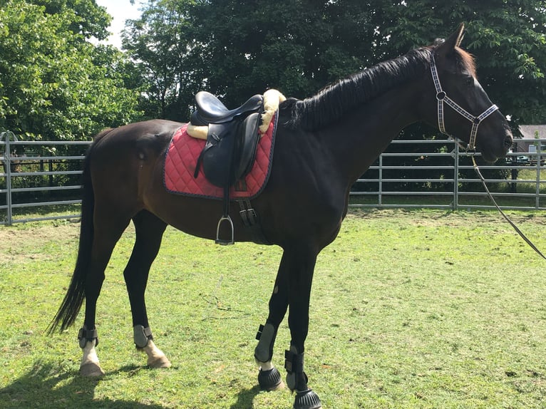 KWPN Giumenta 9 Anni 165 cm Morello in Gennep