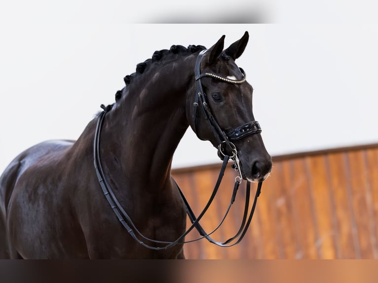 KWPN Giumenta 9 Anni 165 cm Morello in Kwadijk