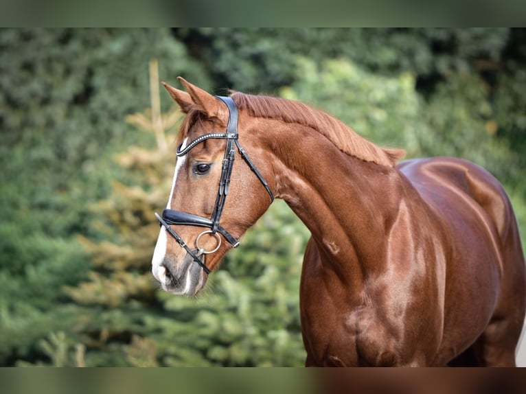 KWPN Giumenta 9 Anni 165 cm Sauro in Mülheim an der Ruhr