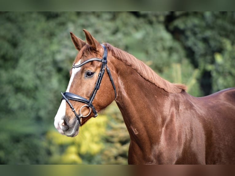 KWPN Giumenta 9 Anni 165 cm Sauro in Mülheim an der Ruhr