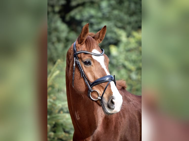 KWPN Giumenta 9 Anni 165 cm Sauro in Mülheim an der Ruhr