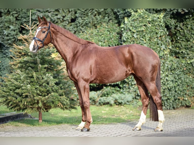 KWPN Giumenta 9 Anni 165 cm Sauro in Mülheim an der Ruhr