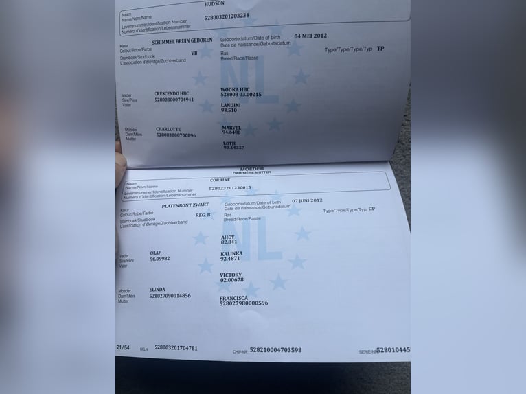 KWPN Giumenta 9 Anni 166 cm Baio scuro in Klixbüll