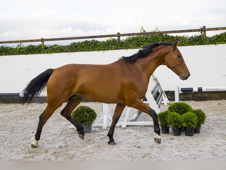 KWPN Giumenta 9 Anni 166 cm in Waddinxveen