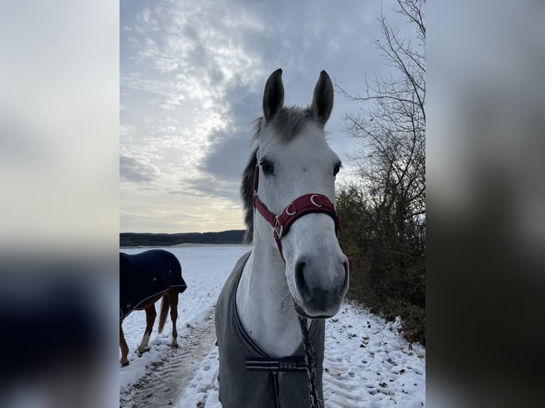 KWPN Giumenta 9 Anni 166 cm Grigio pezzato in Donaueschingen