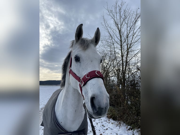 KWPN Giumenta 9 Anni 166 cm Grigio pezzato in Donaueschingen