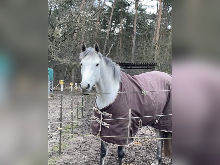 KWPN Giumenta 9 Anni 166 cm Grigio pezzato in Donaueschingen