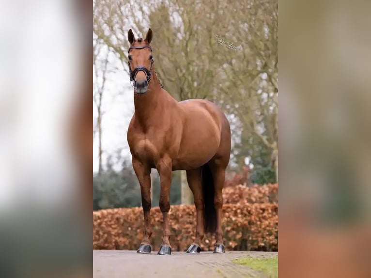 KWPN Giumenta 9 Anni 166 cm Sauro in Beilen